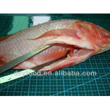 frozen red tilapia